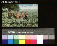 藏品(日治臺灣果物鳳梨明信片)的圖片